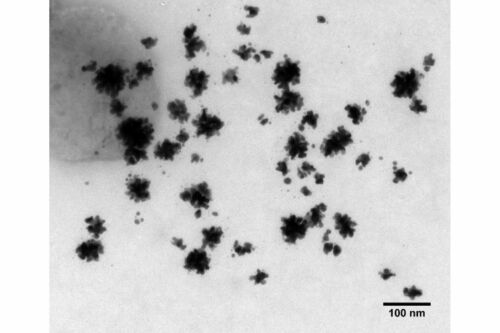 TORSKAL Gold Nanoflowers - Microscopic Image 1